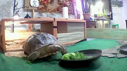 These Pets Have No Idea What's Going On ???? #FunnyPets #ViralClips#Funny