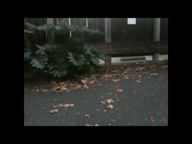 Cute mouse looking around