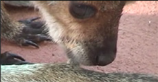 Wallaby Sucks Its Thumb
