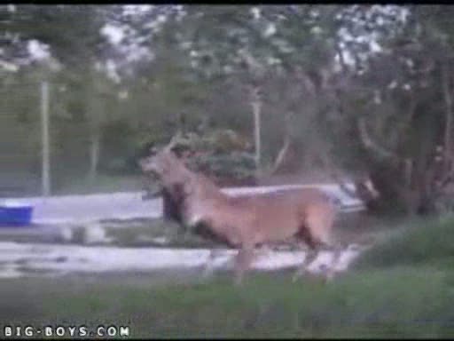 Pancadaria - Real Fight
