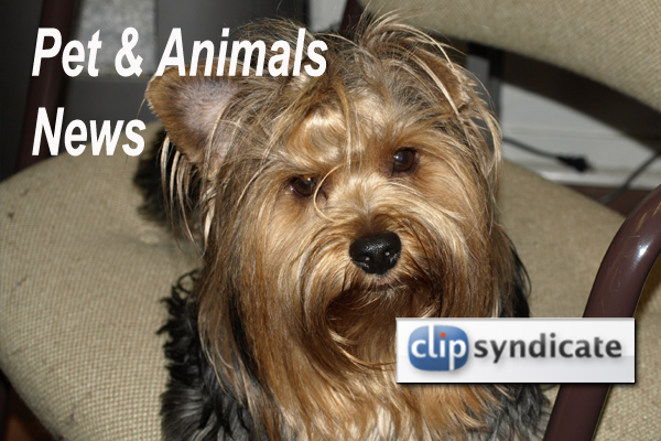 Pet - News