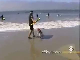 Dog Surfing