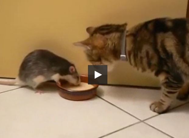 Real Life Tom and Jerry