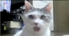 OMG Cat sees Car Accident
