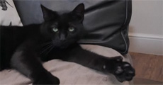 Cat Gives Thumbs Up