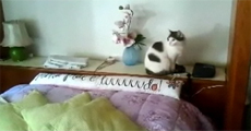 Cat Phone