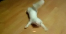 Cat Does the Crab Walk