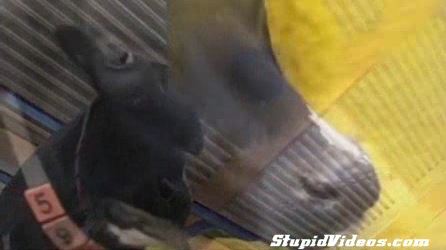 Cow Cleaning