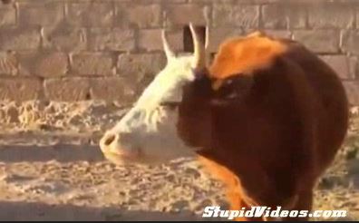 Bruce Almighty Cow