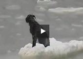 Frozen Dog Rescue