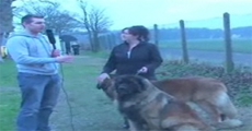 Busy Dogs Dont Do Interviews