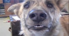 Talking Dog Misses Out