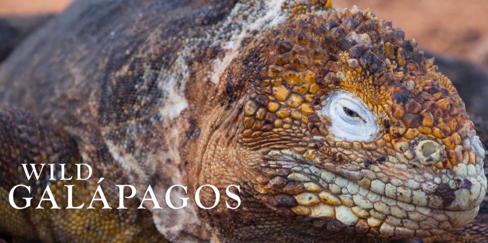 Wild GalÃ¡pagos