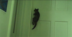 Kitten Opens The Door