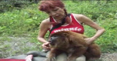 Howler monkey