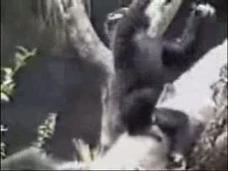 Smelly Monkey