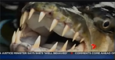 Tiger Fish